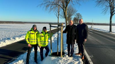 Kreis pflanzt Bäume an der Kreisstraße 37 bei Büren-Ahden  